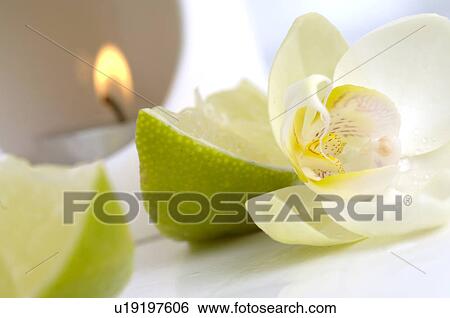 Duftlampe mit Limette View Large Photo Image Stock Photograph - Duftlampe mit Limette. Fotosearch