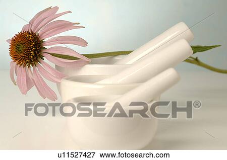 Echinacea and three motars View Large Photo Image Stock Photo - Echinacea and three motars. Fotosearch
