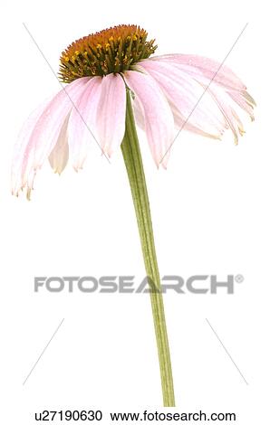 Stock Image - Echinacea. Fotosearch