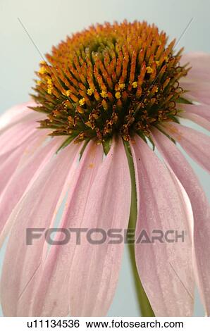 Stock Photograph - Echinacea. Fotosearch