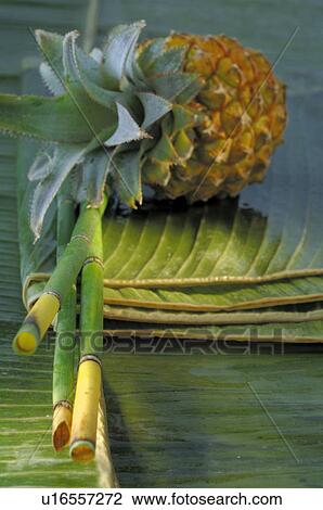 Equisetum and Pineapple View Large Photo Image Stock Image - Equisetum and Pineapple. Fotosearch