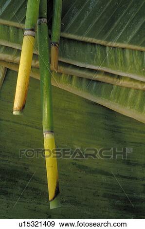 equisetum View Large Photo Image Stock Photo - equisetum. Fotosearch