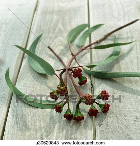 Stock Image - Eucalyptus twig with buds. Fotosearch