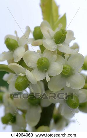 European Holly View Large Photo Image Stock Image - European Holly. Fotosearch