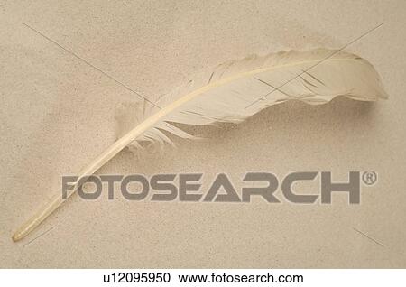 Feather in the sand View Large Photo Image Stock Image - Feather in the sand. Fotosearch