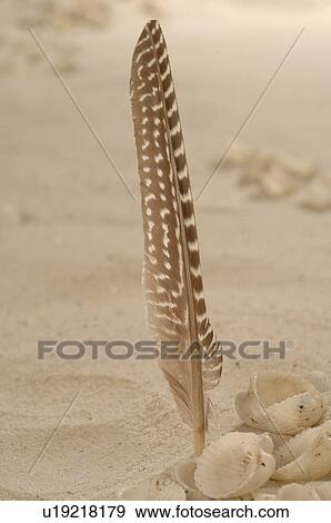 Feather in the sand View Large Photo Image Stock Photo - Feather in the sand. Fotosearch