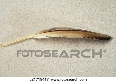Feather in the sand View Large Photo Image Stock Photo - Feather in the sand. Fotosearch