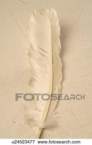 Feather in the sand View Large Photo Image Stock Photo - Feather in the sand. Fotosearch