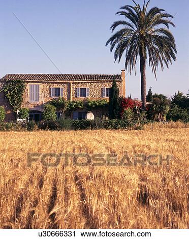 Stock Image - finca with palm tree. Fotosearch