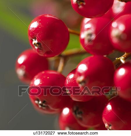 Firethorn (Pyracantha) View Large Photo Image Stock Photo - Firethorn (Pyracantha). Fotosearch