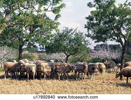 Stock Image - flock of sheep between olive trees. Fotosearch