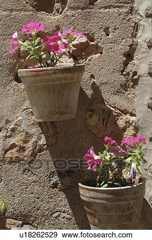 Stock Photo - Floers on a mediterranean wall. Fotosearch