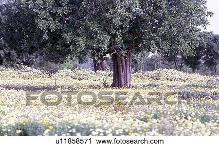 Flower meadow with carob tree View Large Photo Image Stock Image - Flower meadow with carob tree. Fotosearch