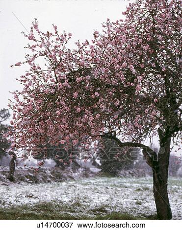 Flowering almond tree View Large Photo Image Stock Photo - Flowering almond tree. Fotosearch