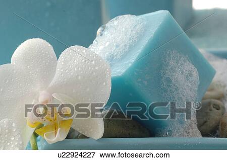 Foamy piece of soap with ochid bloom View Large Photo Image Stock Photo - Foamy piece of soap with ochid bloom. Fotosearch
