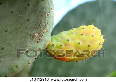 Fruit of the Opuntia View Large Photo Image Stock Photograph - Fruit of the Opuntia. Fotosearch