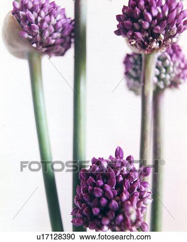 Stock Image - Garlic blooms. Fotosearch