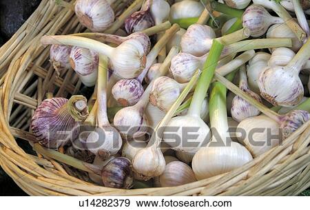 garlic in basket View Large Photo Image Stock Photo - garlic in basket. Fotosearch