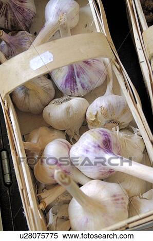 Stock Photography - garlic in basket. Fotosearch