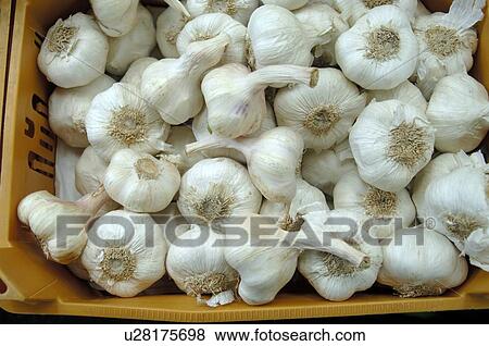 Stock Photo - garlic in box. Fotosearch