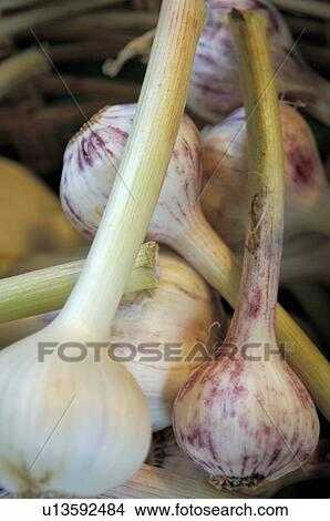 garlic View Large Photo Image Picture - garlic. Fotosearch