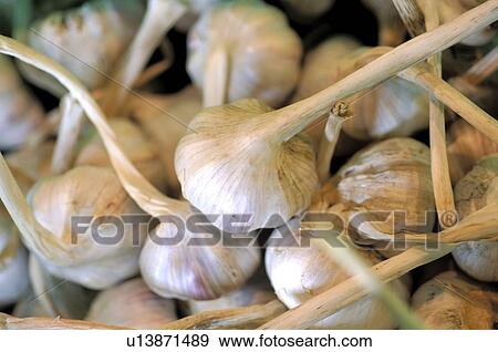 garlic View Large Photo Image Stock Photo - garlic. Fotosearch