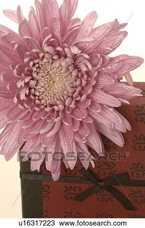Geschenk mit rosa Blüte View Large Photo Image Stock Image - Geschenk mit rosa Blüte. Fotosearch
