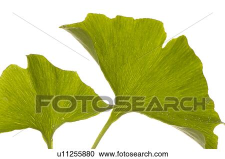 Stock Image - Ginkgo. Fotosearch