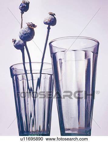 Glasses with opium poppy View Large Photo Image Stock Image - Glasses with opium poppy. Fotosearch