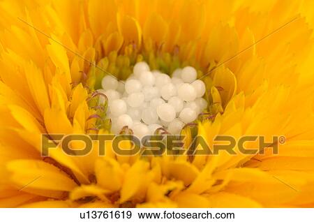 Globules in a flower View Large Photo Image Stock Photo - Globules in a flower. Fotosearch