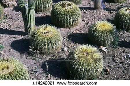 Golden Barrel Cactus View Large Photo Image Stock Image - Golden Barrel Cactus. Fotosearch
