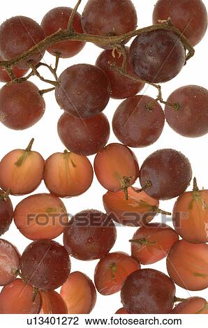 Stock Image - Grapes. Fotosearch