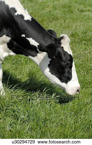 Grazing cow View Large Photo Image Stock Photo - Grazing cow. Fotosearch