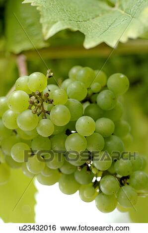 Stock Photograph - green Grapes. Fotosearch