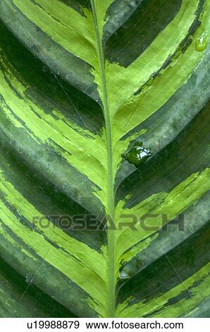 Green leaf View Large Photo Image Stock Photo - Green leaf. Fotosearch