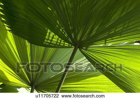 Green leaves View Large Photo Image Stock Image - Green leaves. Fotosearch