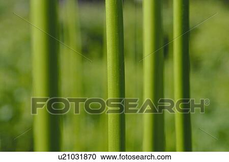 Green stalks of plants View Large Photo Image Stock Image - Green stalks of plants. Fotosearch