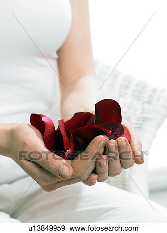 Hands holding red rose petals View Large Photo Image Stock Photo - Hands holding red rose petals. Fotosearch
