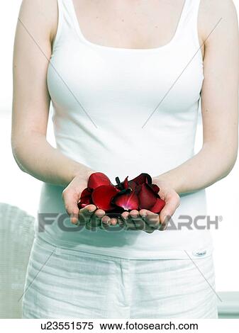 Hands holding red rose petals View Large Photo Image Stock Photography - Hands holding red rose petals. Fotosearch