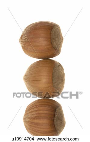 Picture - Hazelnut. Fotosearch