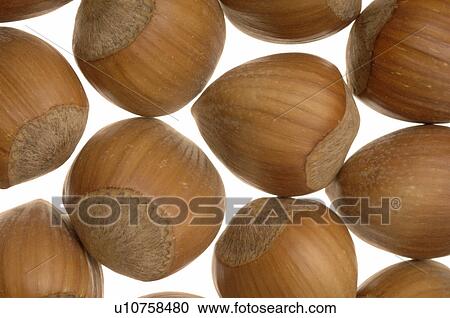 Hazelnut View Large Photo Image Stock Image - Hazelnut. Fotosearch
