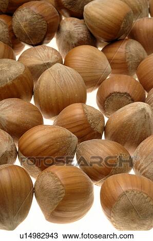 Stock Image - Hazelnut. Fotosearch