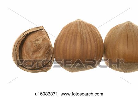 Hazelnut View Large Photo Image Stock Image - Hazelnut. Fotosearch