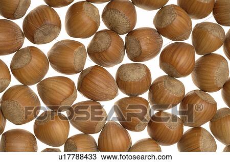Stock Image - Hazelnut. Fotosearch