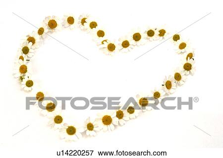 Heart made of blossoms View Large Photo Image Stock Photo - Heart made of blossoms. Fotosearch