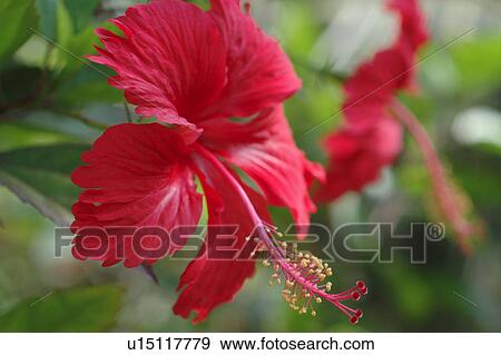 hibiscus blossom View Large Photo Image Stock Photo - hibiscus blossom. Fotosearch