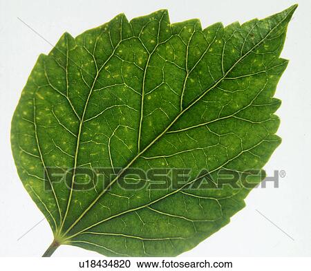 Stock Image - Hibiscus leaf. Fotosearch