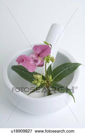 Himalayan Balsam View Large Photo Image Stock Photo - Himalayan Balsam. Fotosearch