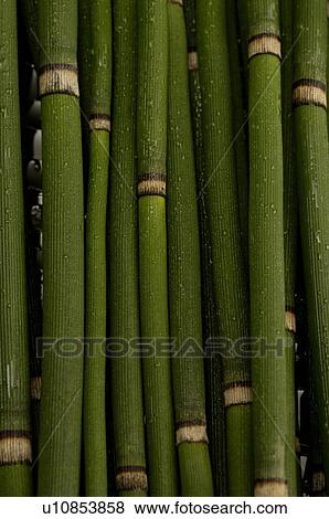 Horsetail View Large Photo Image Stock Photo - Horsetail. Fotosearch