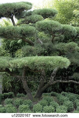 japanese tree View Large Photo Image Stock Photo - japanese tree. Fotosearch